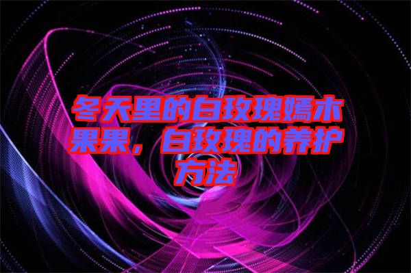 冬天里的白玫瑰嫣木果果，白玫瑰的養(yǎng)護方法