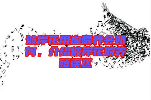 彼岸花用血喂養(yǎng)會(huì)如何，介紹彼岸花的養(yǎng)殖誤區(qū)