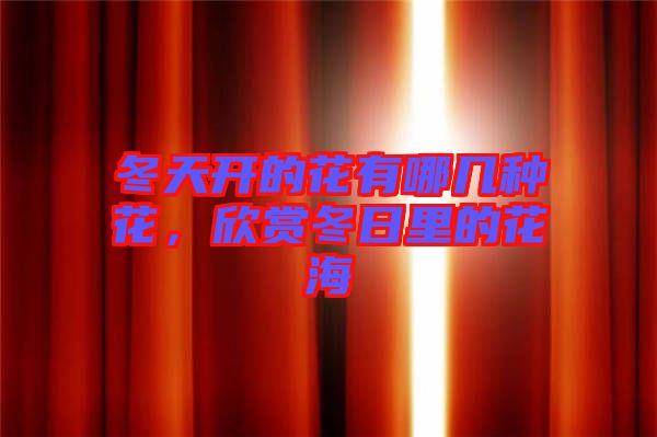 冬天開的花有哪幾種花，欣賞冬日里的花海