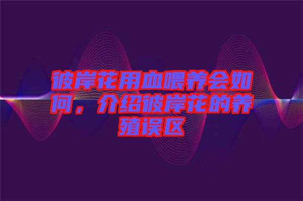 彼岸花用血喂養(yǎng)會如何，介紹彼岸花的養(yǎng)殖誤區(qū)