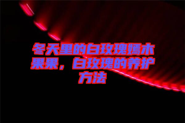 冬天里的白玫瑰嫣木果果，白玫瑰的養(yǎng)護方法