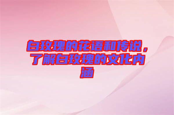 白玫瑰的花語和傳說，了解白玫瑰的文化內(nèi)涵