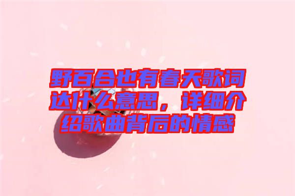 野百合也有春天歌詞達什么意思，詳細介紹歌曲背后的情感