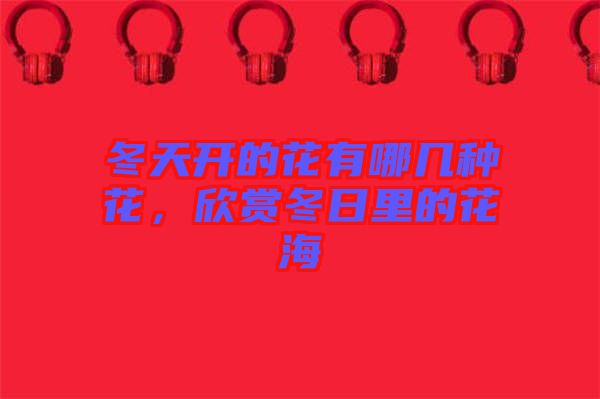 冬天開的花有哪幾種花，欣賞冬日里的花海